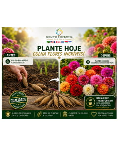 Kit 20 Bulbos de Dália  Mais Flores, Impacto Visual que Impressiona